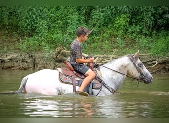 Appaloosa, Caballo castrado, 7 años, 150 cm, Buckskin/Bayo