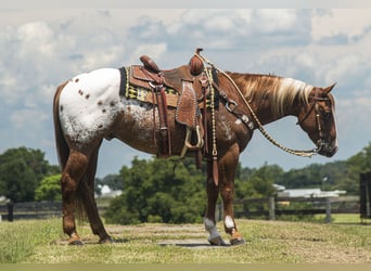 Appaloosa, Caballo castrado, 7 años, 150 cm