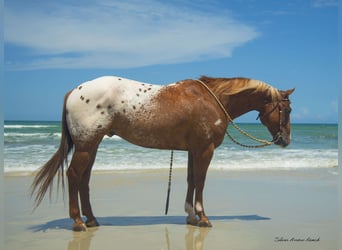 Appaloosa, Caballo castrado, 7 años, 150 cm