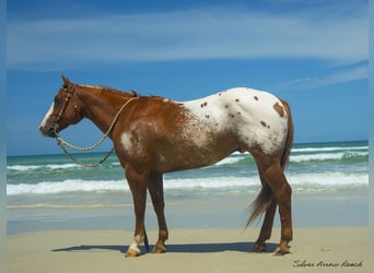 Appaloosa, Caballo castrado, 7 años, 150 cm