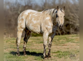 Appaloosa, Caballo castrado, 7 años, 150 cm