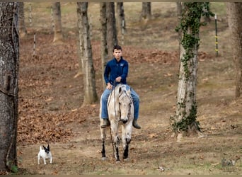 Appaloosa, Caballo castrado, 7 años, 150 cm