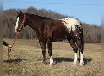 Appaloosa, Caballo castrado, 7 años, 150 cm, Castaño rojizo