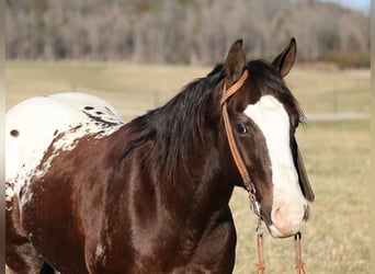 Appaloosa, Caballo castrado, 7 años, 150 cm, Castaño rojizo