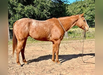 Appaloosa, Caballo castrado, 7 años, 150 cm, Ruano alazán