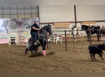 Appaloosa, Caballo castrado, 7 años, 152 cm, Negro