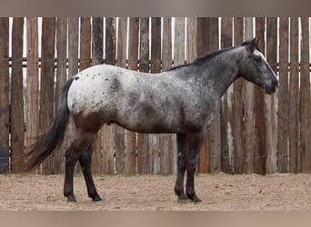 Appaloosa, Caballo castrado, 7 años, 152 cm, Negro