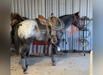 Appaloosa, Caballo castrado, 7 años, 152 cm, Negro