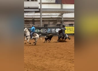 Appaloosa, Caballo castrado, 7 años, 152 cm, Negro