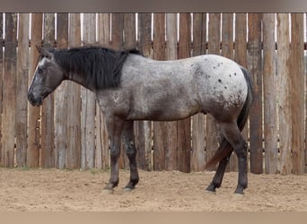 Appaloosa, Caballo castrado, 7 años, 152 cm, Negro