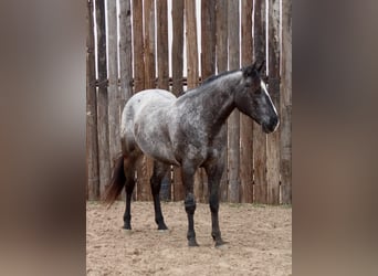 Appaloosa, Caballo castrado, 7 años, 152 cm, Negro