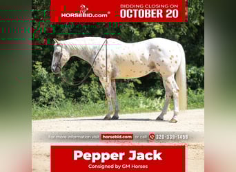 Appaloosa, Caballo castrado, 7 años, 152 cm, Palomino