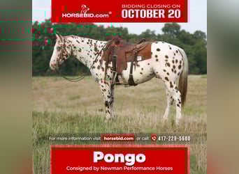 Appaloosa, Caballo castrado, 7 años, 152 cm