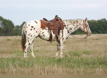 Appaloosa, Caballo castrado, 7 años, 152 cm