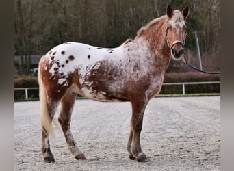 Appaloosa, Caballo castrado, 7 años, 153 cm, Red Dun/Cervuno