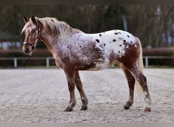 Appaloosa, Caballo castrado, 7 años, 153 cm, Red Dun/Cervuno