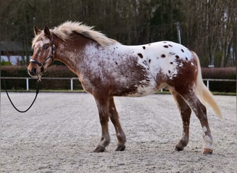 Appaloosa, Caballo castrado, 7 años, 153 cm, Red Dun/Cervuno