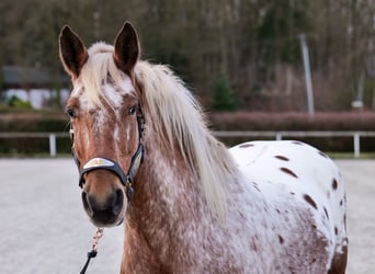 Appaloosa, Caballo castrado, 7 años, 153 cm, Red Dun/Cervuno