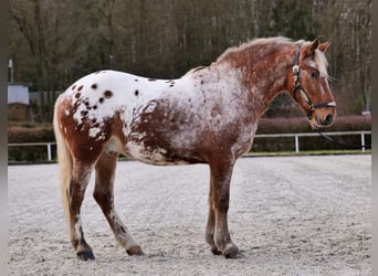 Appaloosa, Caballo castrado, 7 años, 153 cm, Red Dun/Cervuno