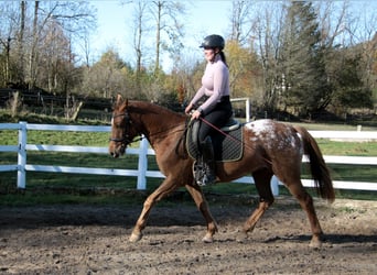 Appaloosa Mestizo, Caballo castrado, 7 años, 154 cm, Atigrado/Moteado