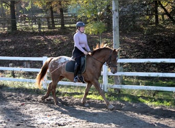 Appaloosa Mestizo, Caballo castrado, 7 años, 154 cm, Atigrado/Moteado