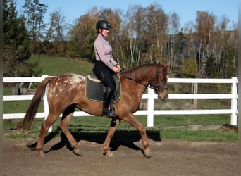 Appaloosa Mestizo, Caballo castrado, 7 años, 154 cm, Atigrado/Moteado