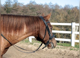 Appaloosa Mestizo, Caballo castrado, 7 años, 154 cm, Atigrado/Moteado