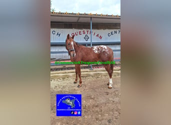 Appaloosa, Caballo castrado, 7 años, 155 cm, Alazán rojizo