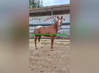 Appaloosa, Caballo castrado, 7 años, 155 cm, Alazán rojizo