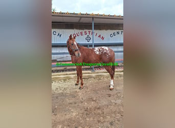 Appaloosa, Caballo castrado, 7 años, 155 cm, Alazán rojizo