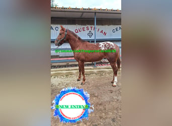 Appaloosa, Caballo castrado, 7 años, 155 cm, Alazán rojizo