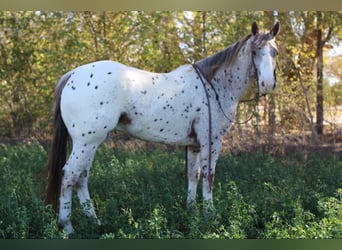 Appaloosa, Caballo castrado, 7 años, 155 cm, Alazán-tostado