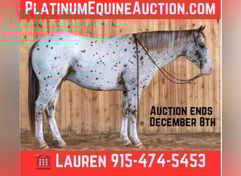 Appaloosa, Caballo castrado, 7 años, 155 cm, Alazán-tostado