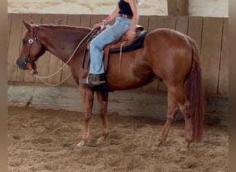 Appaloosa, Caballo castrado, 7 años, 155 cm, Alazán