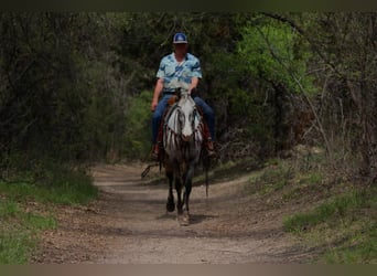 Appaloosa, Caballo castrado, 7 años, 155 cm, Negro