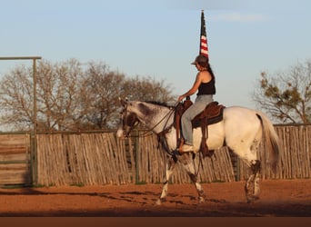 Appaloosa, Caballo castrado, 7 años, 155 cm, Negro