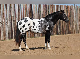 Appaloosa, Caballo castrado, 7 años, 155 cm, Negro