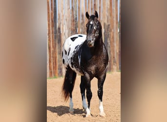 Appaloosa, Caballo castrado, 7 años, 155 cm, Negro