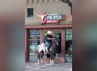 Appaloosa, Caballo castrado, 7 años, 155 cm, Negro