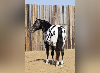 Appaloosa, Caballo castrado, 7 años, 155 cm, Negro