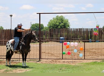 Appaloosa, Caballo castrado, 7 años, 155 cm, Negro