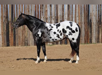 Appaloosa, Caballo castrado, 7 años, 155 cm, Negro