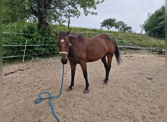 Appaloosa, Caballo castrado, 7 años, 156 cm, Castaño