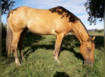 Appaloosa, Caballo castrado, 7 años, 156 cm, Red Dun/Cervuno