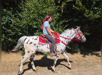 Appaloosa Mestizo, Caballo castrado, 7 años, 157 cm, Atigrado/Moteado
