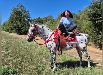 Appaloosa Mestizo, Caballo castrado, 7 años, 157 cm, Atigrado/Moteado