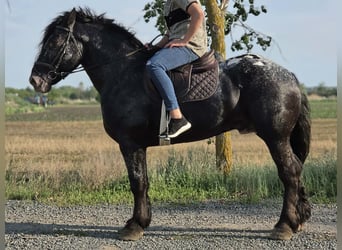 Appaloosa Mestizo, Caballo castrado, 7 años, 160 cm, Negro