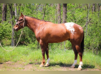 Appaloosa, Caballo castrado, 7 años, 163 cm, Alazán-tostado