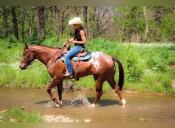 Appaloosa, Caballo castrado, 7 años, 163 cm, Alazán-tostado