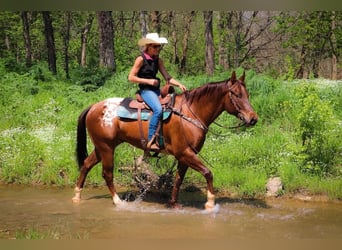 Appaloosa, Caballo castrado, 7 años, 163 cm, Alazán-tostado